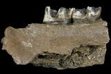Fossil Rhino (Stephanorhinus) Jaw Section - Germany #111878-6